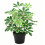 Leaf 55cm Variegated Artificial Schefflera Arboricola Plant 1