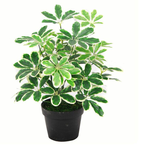 Leaf 55cm Variegated Artificial Schefflera Arboricola Plant