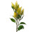 Leaf 55cm Callistemon Pallidus Yellow Bottle Brush Stem 1