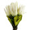Leaf Pack of 6 x 65cm Protea Sugarbush Flower Stem - White 1