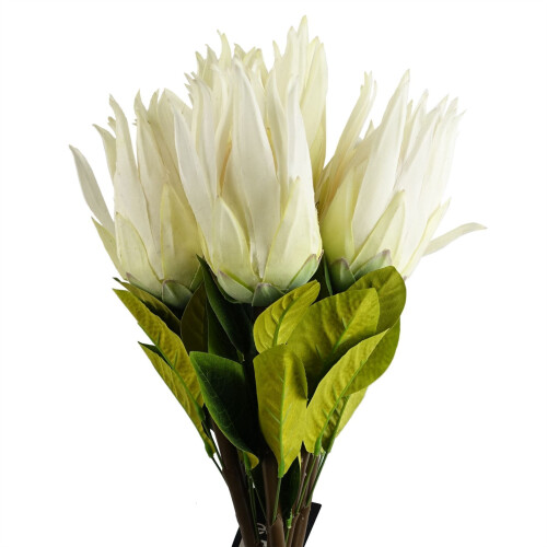 Leaf Pack of 6 x 65cm Protea Sugarbush Flower Stem - White