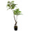 Leaf 110cm Artificial Toona Sinensis Tree Evergreen 1