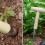 Dibbler planting tool  Tshaped handle with hole punch  planting tool 2