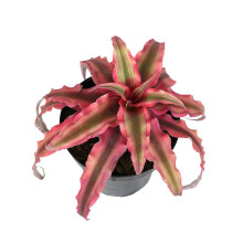 Live Cryptanthus Bromeliad Plant, Cryptanthus bivittatus Pink Star, Indoor Flowering Plant