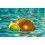 Floating Chlorine Dispenser Premium Turtle Design 5