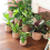 Seagrass Flower Pot - Woven Plant Decorative Baske 9