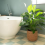 Seagrass Flower Pot - Woven Plant Decorative Baske 6