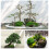 Decoração de Bonsai com Grama Verde Artificial W 5