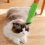 Katten krabmassage, katten krabplank, huisdier 3