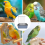 Bird Shower Tub Parrot Automatic Bath Pet Circulat 3