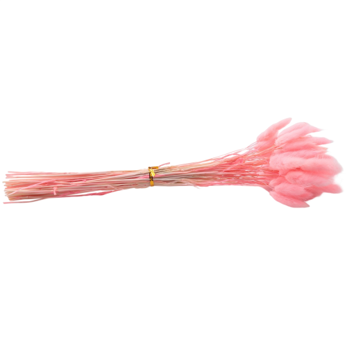 60Pcs Fall Dried Flowers Bunny Lagurus Ovatus Tail 2