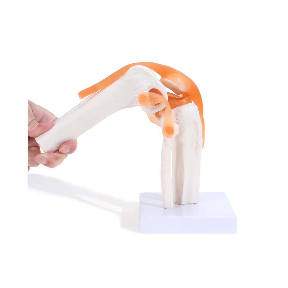 Modello Anatomico Dell'articolazione Del Ginocchio Con Legamenti, Umano