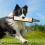 Interactief trekspeelgoed voor honden, robuust trainingsspeelgoed, T 9