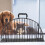 Cat Bathing Cage, Reusable, AntiScratch,,, Suitable for Kittens and Small Puppies 4