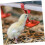 20St Chicken accessories rabbit drinker water dispenser for chickens automatic 4