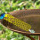 Floating Bee Island for Drinking, Bee Drinking, Bee Swimming Island, Bee Drinking Station 4