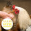 10 pieces chick drinker integrated automatic chicken drinker chick drinking fountain for large and chickens random color 5