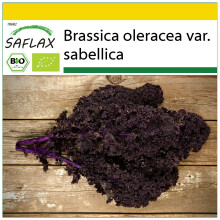 SAFLAX Anzucht Set - Grünkohl - Roter - Brassica - 50 Samen