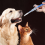 4-Pack Pet Pill Feeder with Soft Tip Feeding Tool Kit,(Blue) 5