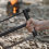 Folding Woodworking Saw Mini Garden Survival Hand 6