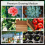 10pcs Organic coconut fiber for plants, organic bricks 5