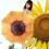 Sunflower Umbrella AntiUV Windproof Compact Folding 98 cm 3