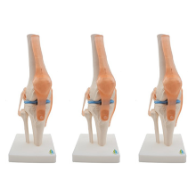 Anatomical Knee Joint with Ligaments Model, Life Size