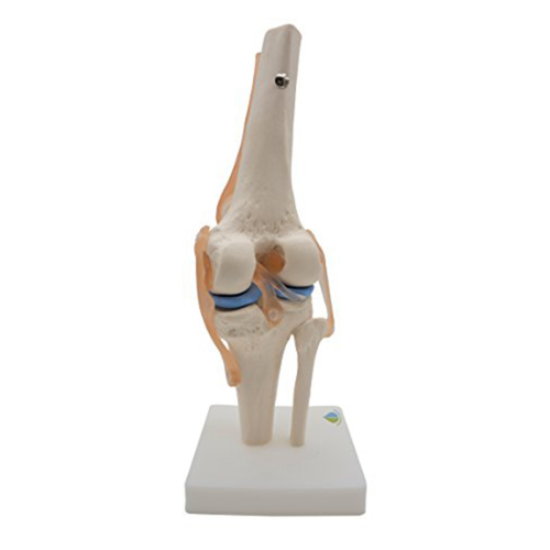 Anatomical Knee Joint with Ligaments Model, Life Size 2