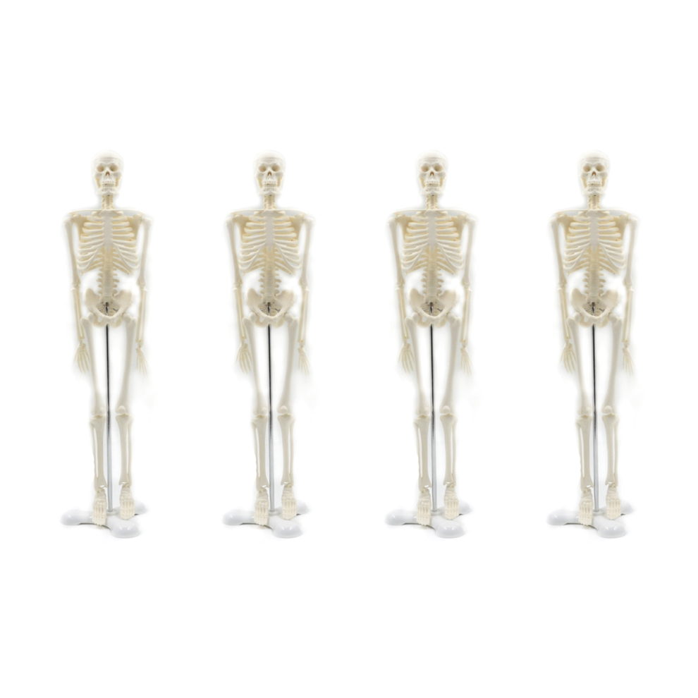 PóSter De Modelo De Esqueleto De AnatomíA Humana De 45 Cm Para Aprender El Modelo.-image