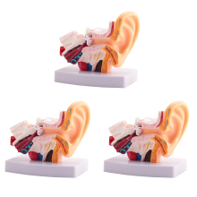 1.5 Times Human Ear Anatomy Model Showing Organs Structure