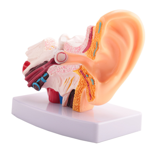 1.5 Times Human Ear Anatomy Model Showing Organs Structure 2