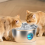 Fontaine à eau pour chat en acier inoxydable, prise UE 5