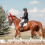Telescopic Flagpole and 5PCS Horse Training Flag, Tour Guide Flag 2