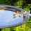 Floating Bee Ladder, Bee Dryer Island, Bee Drinking Station  18 cm White 5