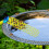 Floating Bee Drinking Station Foldable Butterfly Water For Outdoor Garden 3