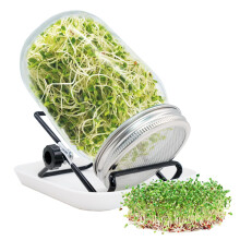 Germination Glasses Set with Stainless Steel Filter Cover Holder