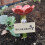 Bee waterer for the garden, ect waterer ceramic, colorful bee drinking cup (red) 5