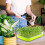 Microgreens growth kit, 2pcs 13x10 inch sprouting tray with lid 3