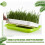 Microgreens growth kit, 2pcs 13x10 inch sprouting tray with lid 4