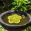 Floating Bee Island for Garden, Insect Drinks, Flower Shape, Pollinators (Yellow) 3