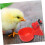 Automatic Drinking Bowls Small Chicken Drinker Poultry Water Dispenser 4