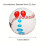 9' Training Baseball with Color Coded Finger Placement Markers 4
