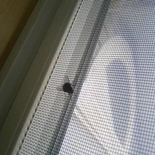 Mosquito Net for Window, Custom Size, SelfAdhesive Insect Net, Fly Screen 1