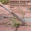 (1pc) Stainless Steel Grass Scraper & Weeding Tool -Ergonomic Handle, Sharp Tines- Gardening Tools 2