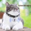 Pet Anti Lost GPS Tracker Bluetooth Smart Waterproof Locator,Cat 3