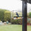 squirrel feeder with suction cups, transparent acrylic, 30 x 11 x 32.5 cm 4