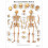 Laminated Educational Chart  The Human Skeleton Laminated Single 2