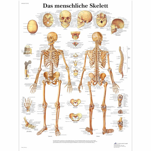 Laminated Educational Chart  The Human Skeleton Laminated Single 2