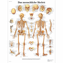 Laminated Educational Chart The Human Skeleton Laminated Single