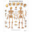 Laminated Educational Chart  The Human Skeleton Laminated Single 1
